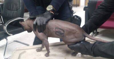 С татуировкой на боку: кот наркобарона в Мексике "отмотал" срок и ищет новый дом