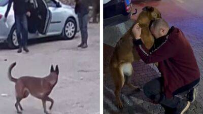МАГАВ провел операцию в Восточном Иерусалиме, чтобы вернуть похищенную собаку