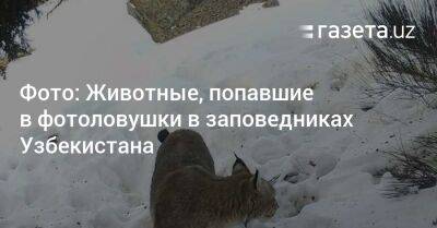 Фото: Животные, попавшие в фотоловушки в заповедниках Узбекистана