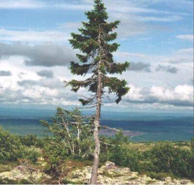 Из-за снегопада в Швеции сломалось самое старое дерево Европы