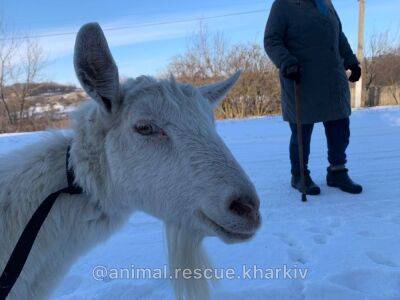Тысячу животных спасли за год войны с деоккупированной Харьковщины (видео)