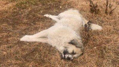 Ужас на севере Израиля: трупы отравленных собак обнаружены в поселке