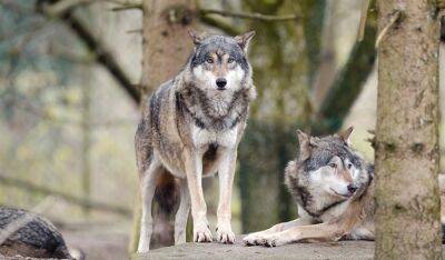 Волки в Гессене: детский сад отменил походы в лес