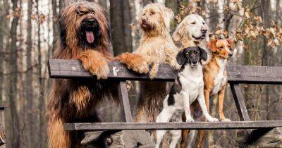 Могут ли собаки выжить на Земле без людей: ученые дали ответ и назвали породы, которые вымрут