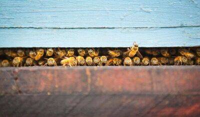 В России не останется ни пчёл, ни мёда