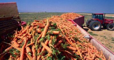 В этом году в Таджикистане на площади более 4 га будет посажена морковь