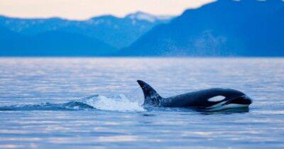 Киднеппинг в океане. У берегов Исландии касатка похитила детеныша круглоголового кита