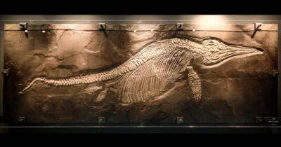 "Чемпион мира" по палеонтологии. Эксперты исследовали окаменелость, которой около 12 млн лет