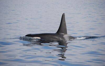 Впервые в науке. Косатка похитила детеныша круглоголового кита - korrespondent.net - Украина - Исландия