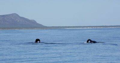 Крупнейшая бойня океане: киты-убийцы полакомились печенями 17 акул (фото)