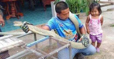 "Расслаблялась": семья нашла одну из самых смертоносных змей на планете у себя в гостинной
