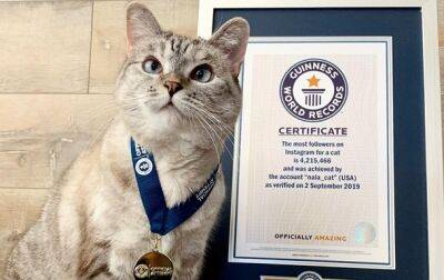 Кошка из США заработала 100 млн долларов - korrespondent.net - США - Украина - Англия - Лос-Анджелес