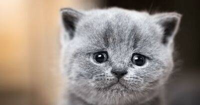 Кошачьи беды. Названы наиболее распространенные заболевания у домашних кошек - focus.ua - Украина - Англия