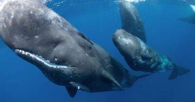 Закрывают только один глаз. Ученые рассказали где, как и сколько спят киты в океане (видео)