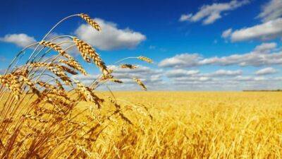 Цены на пшеницу упали до минимума за последние полтора года