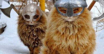 В бой с верным другом. Исследователи выяснили, что викинги привозили своих животных в Англию