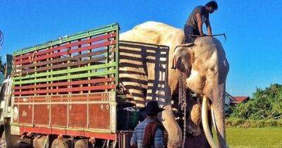40 лет развлекал туристов: в Таиланде освободили знаменитого "пивного слона" (фото)