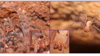 В Израиле обнаружили 7 новых видов пауков с атрофированными глазами