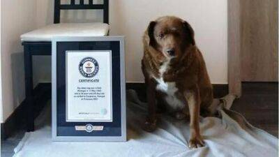 217 лет по человеческим меркам: найдена самая старая собака в мире