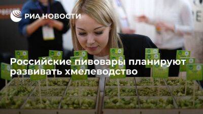 Российские пивовары готовят предложения Минсельхозу по программе развития хмелеводства