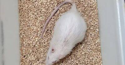 Вылечили от старения. Омолаживающее средство позволило крысе стать самым долгоживущим грызуном в мире