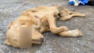 В Астрахани возбудили дело после проверки приюта с мёртвыми собаками