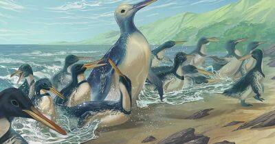 Весом более 150 кг. Самый большой из когда-либо существовавших пингвинов был "птицей-монстром" (фото)