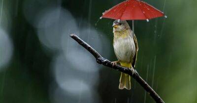 Подставляют каплям клюв. Ученые рассказали, куда птицы прячутся от дождя - focus.ua - Украина
