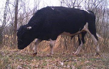 Как выглядят одичавшие коровы, которые живут в Чернобыльской зоне