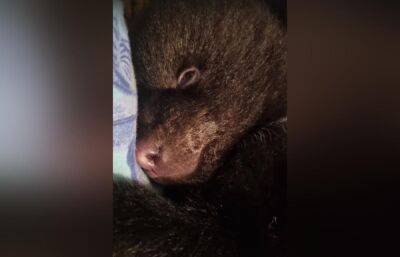 Биологи Центра Пажетновых в Тверской области продолжают борьбу за жизнь вологодского медвежонка