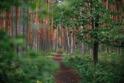 Для лесничих в Тверской области закупят квадрокоптеры и фотоловушки