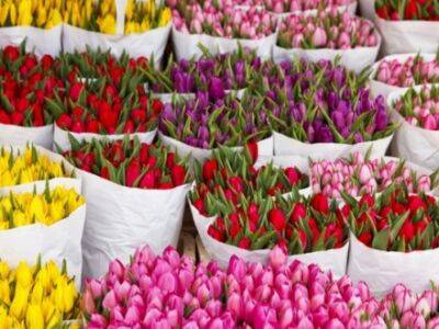 Цветы из Нидерландов до сих пор экспортируют в россию - СМИ