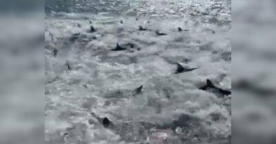 Неистовое пиршество: у берегов Луизианы лодка попала в окружение сотен голодных акул (видео)