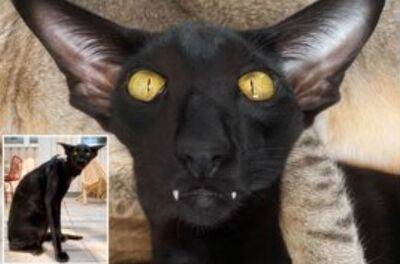 "Гібрид кажана та пантери": дивний "кіт-вампір" поставив мережу на вуха