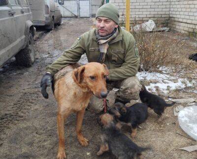Волонтеры ищут дом щенкам, спасенным военными на Купянщине (видео)