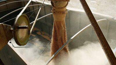 Хлебные крохи: минсельхоз США оставил в силе прогноз экспорта пшеницы из РФ