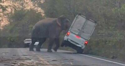 Не пропустил пешехода: в Таиланде слон перевернул пикап (видео)
