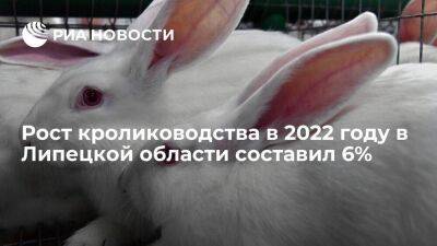 Рост кролиководства в 2022 году в Липецкой области составил 6%