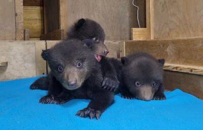 В центре спасения медвежат-сирот теперь десять малышей