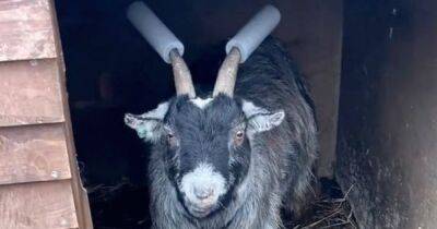 Драчун Гарри: на британской ферме завели козла, который стал звездой TikTok (видео)