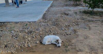 В Туркменистане после принятия закона о защите животных продолжили убивать бродячих собак - dialog.tj - Россия - Туркмения - Ашхабад