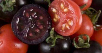 Будущее за ГМО. Когда модифицированные овощи появятся на прилавках и стоит ли их есть — отвечают ученые - focus.ua - США - Украина - Англия