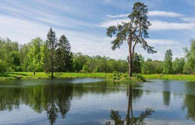 Жителям Тверской области предлагают сфотографировать деревья и получить солидный денежный приз