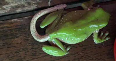 Змея торчит из лягушки: в сети ломают голову над необычным фото животного
