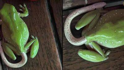 Жаба гадюку ела? Интернет взволнован снимком, где змея вылезает из задницы лягушки