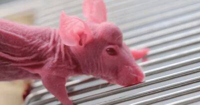 Рогатый мутант. Ученые вырастили на лбу у мышей рога, взяв стволовые клетки от оленя (фото) - focus.ua - Китай - Украина