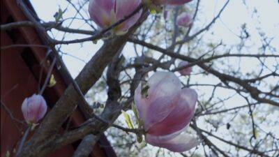 Прогреет до +18: когда в Украине запахнет настоящей весной