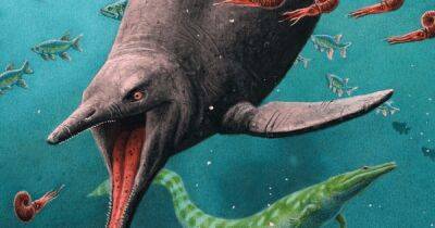 Перевернул существующую теорию эволюции. Палеонтологи обнаружили останки древнего животного, старше динозавров - focus.ua - Украина - Осло