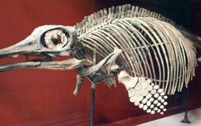 Обнаружены останки древнего животного, старше динозавров - korrespondent.net - Украина