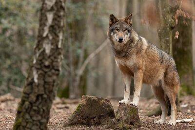 Полиция призывает жителей округа Бад-Киссинген к осторожности из-за появления волка